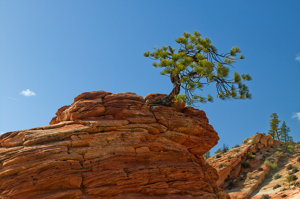 Dig Special Subject In Class S By Stan Murawski For Zions Famous Tree In Rock OCT-2019.jpg